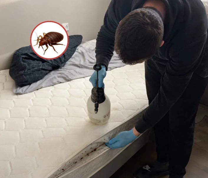 Technicien traitant un matelas contre les punaises de lit à Villaines-sous-Bois